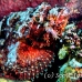 scorpionfish_papuan_shag_h_0705_png0920.jpg